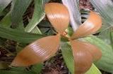 Zamia roezlii - ilustrační foto