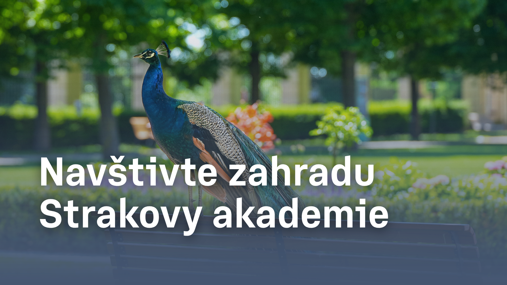 Zahrada Strakovy akademie